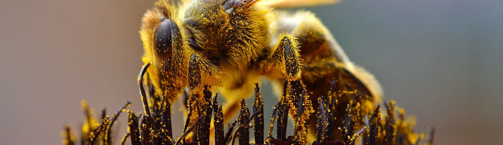 ハチ対策セット: ガーデニング時の安心ツール究極のセット！